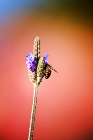 Lavender - bee on lavender in the garden.の写真素材