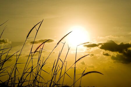 Rice fields in Thailand's capital.の写真素材