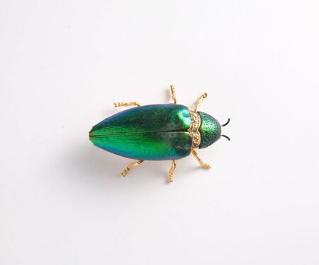 Ruby color of insect wings hardの写真素材