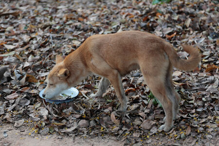BURIRAM Province  - December 1  donations of goods and food to children in the community on December 1, 2013,Buriram province,thailand のeditorial素材