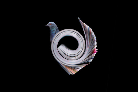 Pigeon concept with books の写真素材