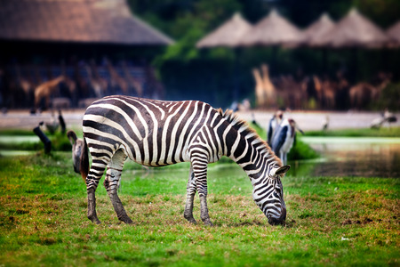 Zebra eating grass in the zooの写真素材
