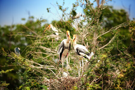 Stork in the Zoo Safari.の写真素材