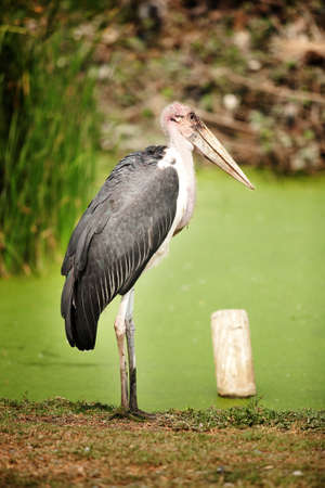 Stork in the Zoo Safari.の写真素材
