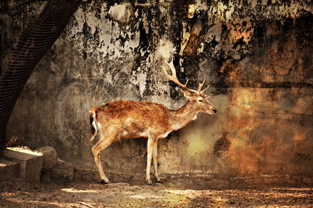 A deer stand with fear.の写真素材