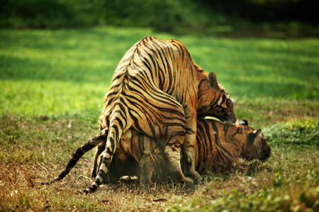Two tigers are breeding in the wild.の写真素材
