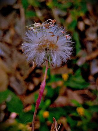 Dandelion in the autumn forest. Close-up. Selective focus.