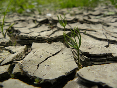 Young tree grow from dry soilの写真素材