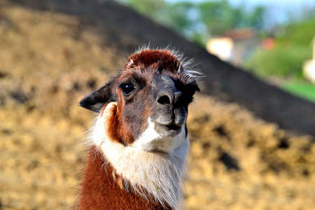 portrait of a llamaの写真素材