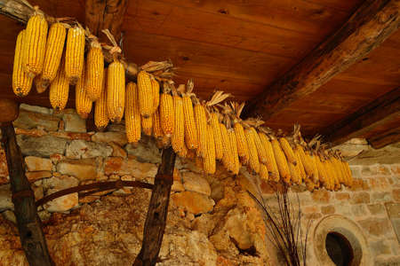 dried corn on the cobの写真素材