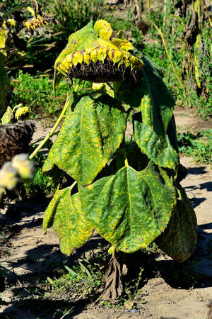 sunflowerの写真素材