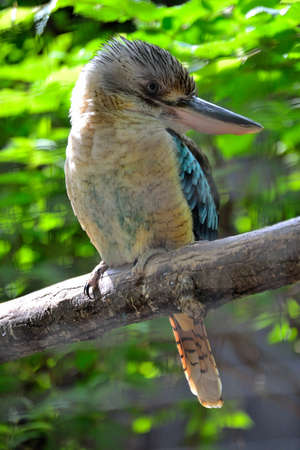 bird on a branchの写真素材