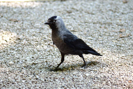 walking jackdaw in the sunlight of the summer sun, South Moraviaの写真素材