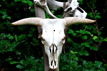 idol from prehistoric times of mammoth hunters, Landek, Ostrava, Czech Republicの写真素材