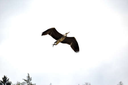 view of a flying gray heron (Ardea cinerea) in the Elbe river valley, Czech Republic