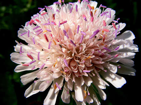 summer photo of a flower with an insect looking for nectar, Czech Republicの写真素材