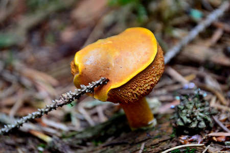 picture Mushrooms growing in a forest rake of spruce forest, Czech Republicの写真素材