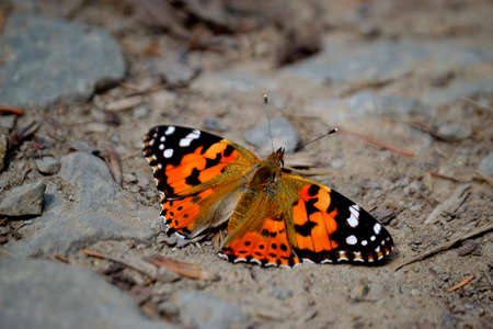 photo Thistle butterflies, Vanessa cardui, a summer butterfly distributed throughout Europe, Moravia, Czech Republicの写真素材