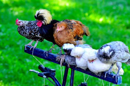 photo of a rooster with hens on the handlebars of a bicycle while driving through the surrounding countryside, South Moravia, Czech Republicの写真素材