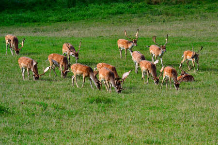 a view of a herd of European fallow deer living in a protected fieldの写真素材