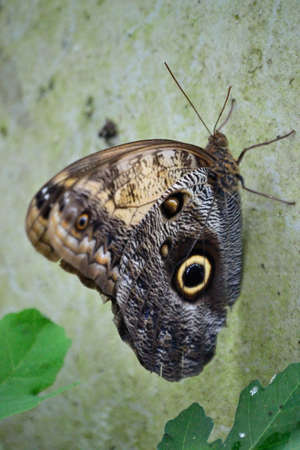 butterfly on the wall, photo capturing this beautiful creature in a brief moment of his lifeの写真素材