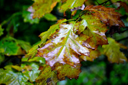 Photographs of leaves colored in subtle autumn shades of Mother Nature's color palette