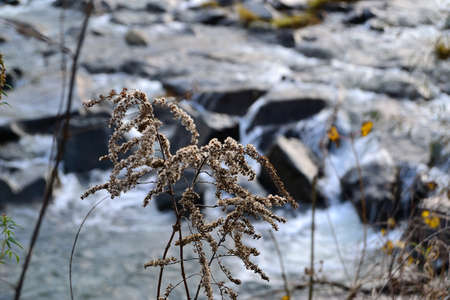 picture Autumn flora on the banks of the river Ostravice, Northern Moravia, Czech Republicの写真素材