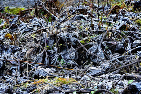 picture Plants in the first autumn freezing on meadows in Beskydy mountains, Northern Moravia, Czech Republicの写真素材