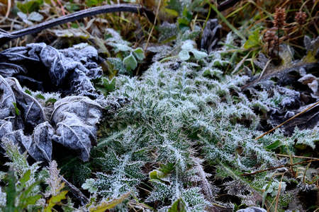 picture Plants in the first autumn freezing on meadows in Beskydy mountains, Northern Moravia, Czech Republicの写真素材