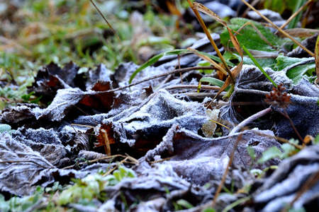The first morning frosts on the banks of rivers in the Beskydy Mountains, North Moravia, Czech Republicの写真素材