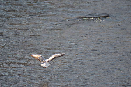 seagull hovering on the cold surface of the river Ostravice, February 15, 2021, Ostrava, North Moravia, Czech Republicの写真素材