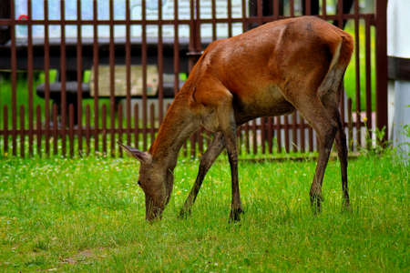 photo of a female deer grazing in the morning in Slowinsky National Park, Slowinsky National Park,...