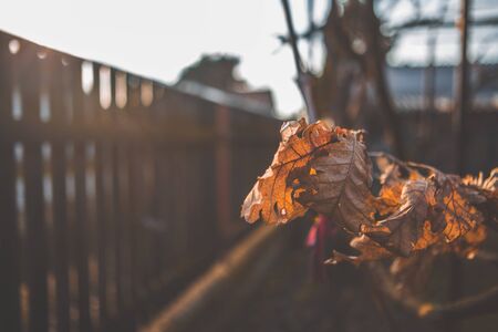 Dried leaves of oakの写真素材