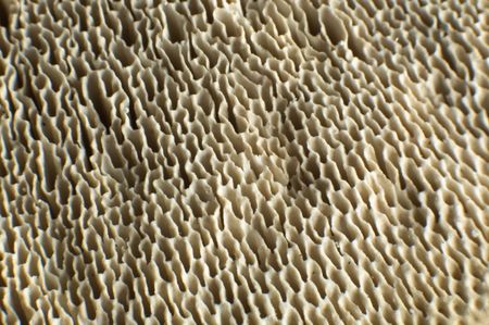 close up shoot of a tree mushroomの写真素材