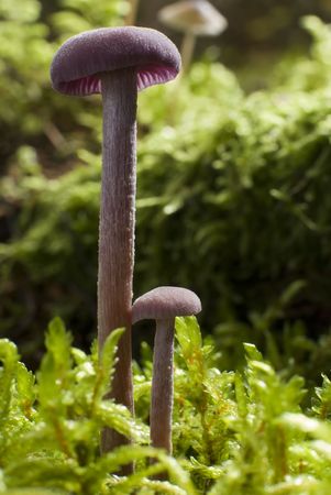 small purple fungus on moss close up shootの写真素材