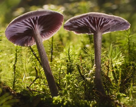 Laccaria amethystea mushroom on moss close up shootの写真素材