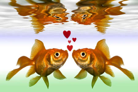 two gold fish kiss in fish tank close upの写真素材