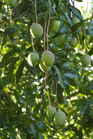 green fruits on mango tree in cuba