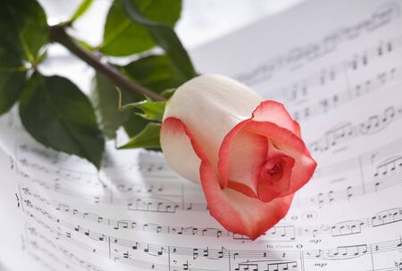 beautiful rose on note sheet close up shootの写真素材