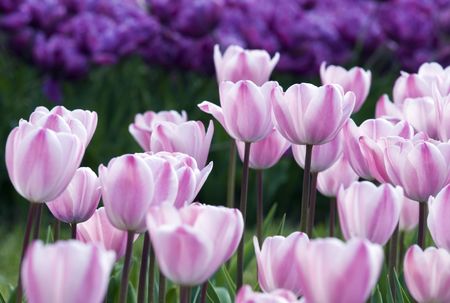 Pink tulips on a field close up shootの写真素材