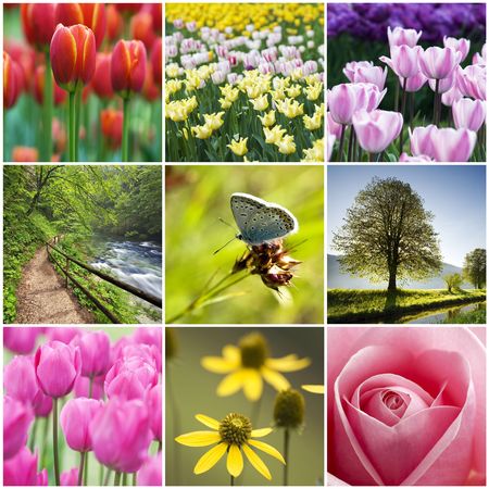 Beautiful flower collage made from nine photosの写真素材