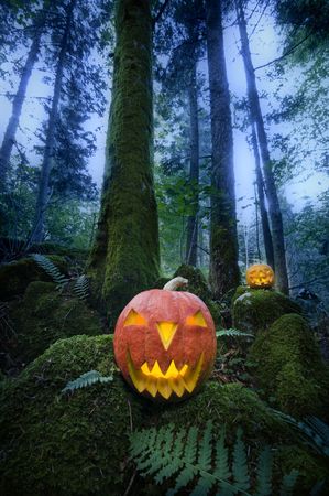 Halloween pumpkins in dark forest close upの写真素材