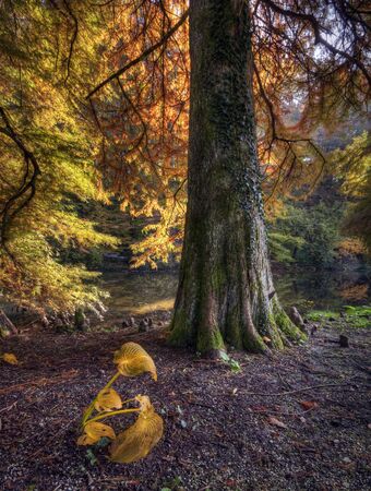 Old tree in forest close up shootの写真素材