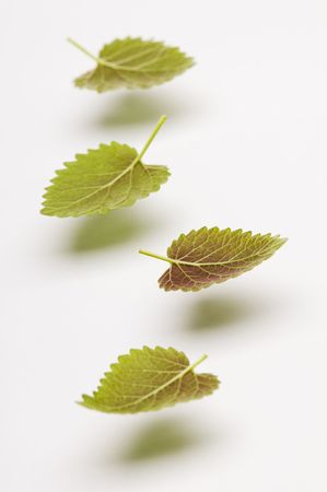 Fresh green mint leaves floating in airの写真素材