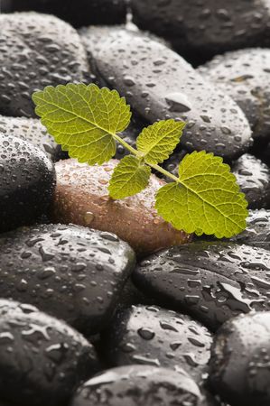 Wet spa stones with mint close up shoot の写真素材