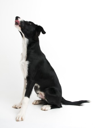 Young border collie sitting on white background close upの写真素材
