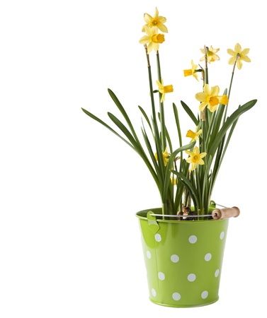 Yellow daffodils in green can isolated on whiteの写真素材