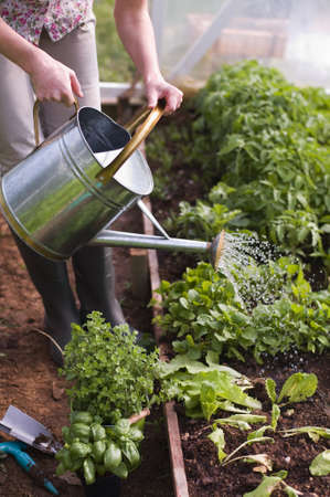Young woman watering plants in glasshouse close upの写真素材