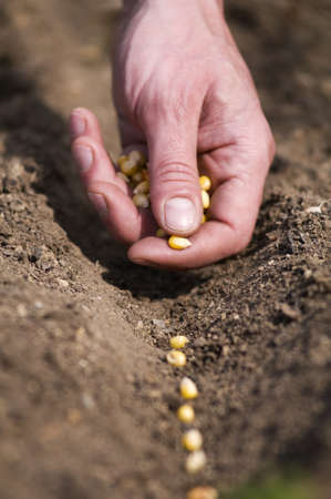 Male hand seeding corn close up shootの写真素材
