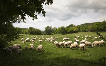 Sheep on green field in Tuscany -  Italy